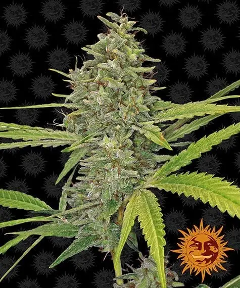 G13 Haze | Barney's Farm | FEM Photoperiod Seeds