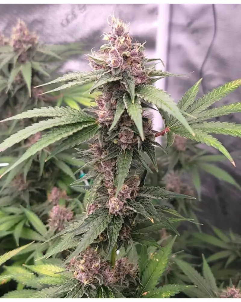 Island Punch Auto  | Cali Connection | FEM Autoflower Seeds