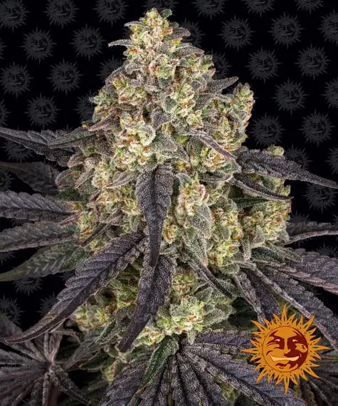 Kush Mintz | Barney's Farm | FEM Photoperiod Seeds