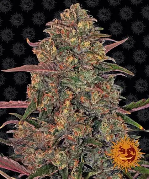 Pineapple Chunk | Barney's Farm | FEM Photoperiod Seeds