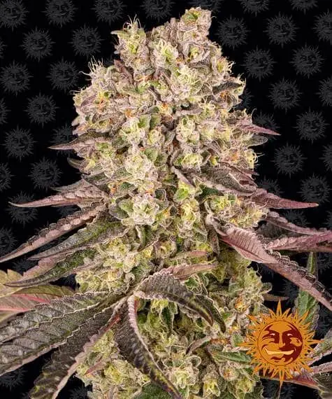 Runtz Muffin | Barney's Farm | FEM Photoperiod Seeds