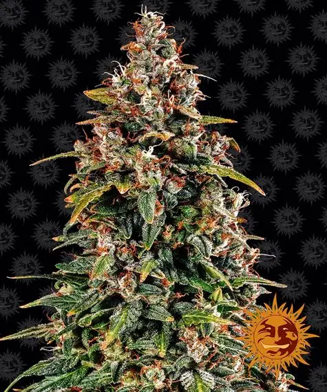 Watermelon Zkittlez Auto | Barney's Farm | FEM Autoflower Seeds