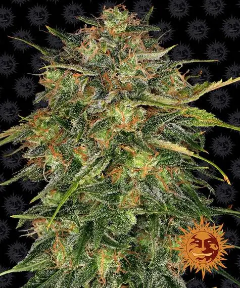Cheese Auto | Barney's Farm | FEM Autoflower Seeds