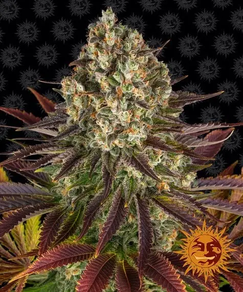Biscotti | Barney's Farm | FEM Photoperiod Seeds