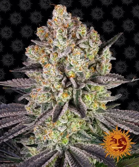 Runtz | Barney's Farm | FEM Photoperiod Seeds