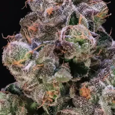 Blueberry Swirl | Atlas Seeds | FEM Photoperiod Seeds