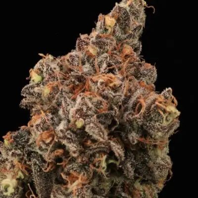 Dirty Laundry | Atlas Seeds | FEM Photoperiod Seeds