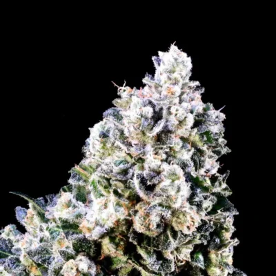 Laundry Shaman | Atlas Seeds | FEM Photoperiod Seeds