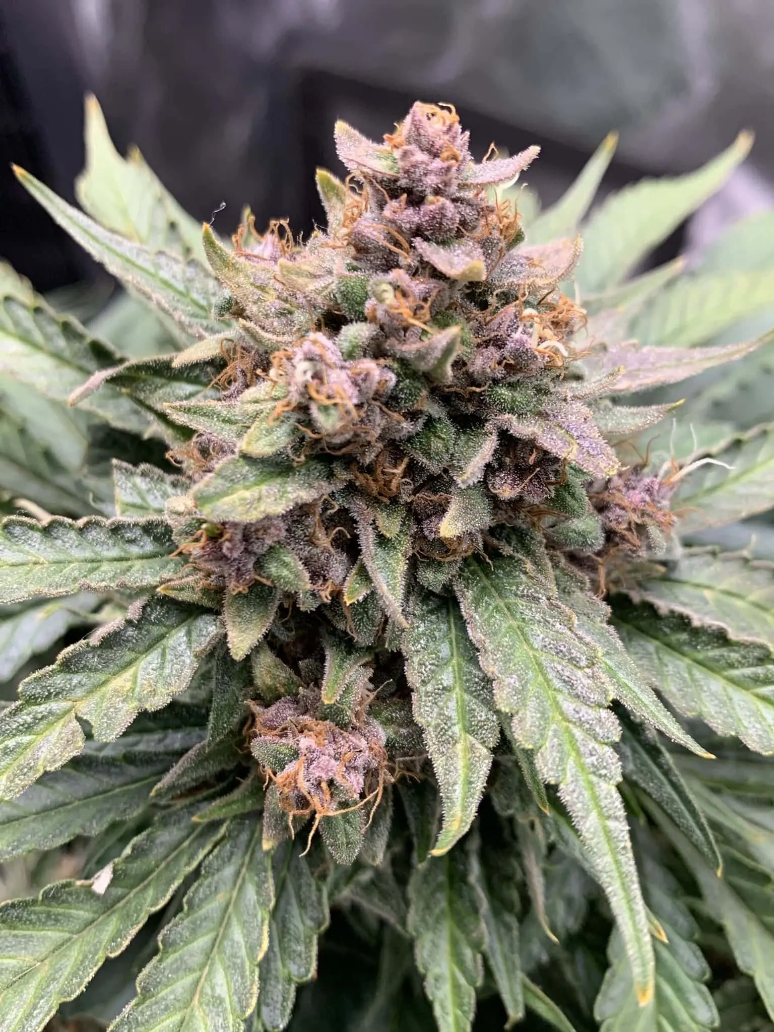 Forgotten Strawberries Auto | Mephisto Genetics | FEM Autoflower Seeds