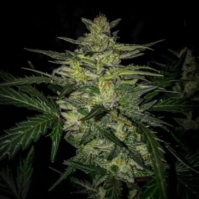 Skylar White Auto | Mephisto Genetics | FEM Autoflower Seeds