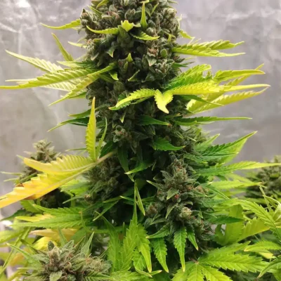 Stilton Special Auto | Mephisto Genetics | FEM Autoflower Seeds