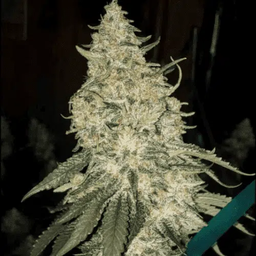 Grandpa's Stash R2 | Ethos Genetics | FEM Photoperiod Seeds