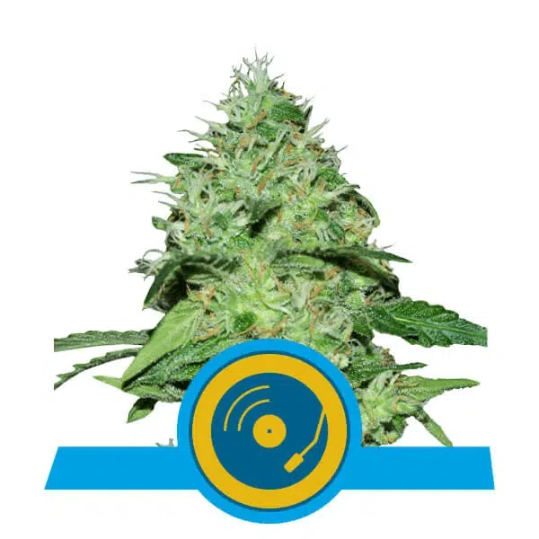 ROYAL QUEEN SEEDS - JOANNE'S CBD STRAIN - FEM PHOTO