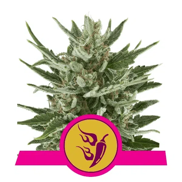 ROYAL QUEEN SEEDS - SPEEDY CHILE (FAST FLOWERING)STRAIN - FEM PHOTO