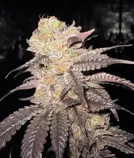 Purple Crack | Cali Connection | FEM Photoperiod Seeds