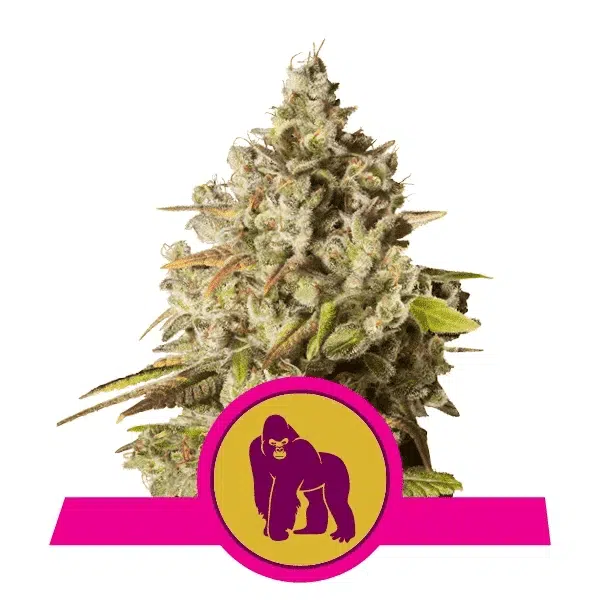 ROYAL QUEEN SEEDS - ROYAL GORILLA STRAIN - FEM PHOTO