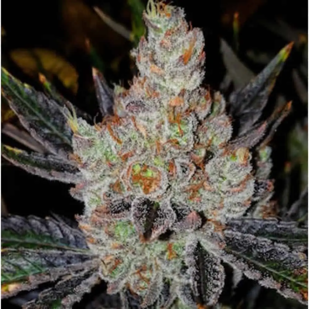 10Th Planet R1 | Ethos Genetics | FEM Photoperiod Seeds