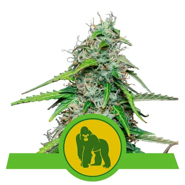 ROYAL QUEEN SEEDS - ROYAL GORILLA AUTOMATIC STRAIN - AUTO FEM