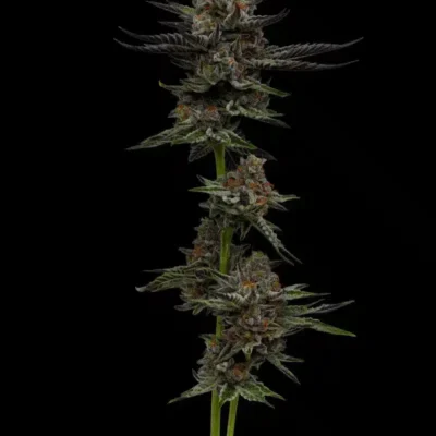 Vanilla Creme Pie | Humboldt Seed Co | FEM Photoperiod Seeds