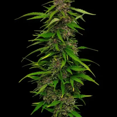 Squirt | Humboldt Seed Co | FEM Photoperiod Seeds