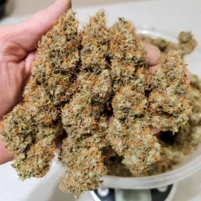 Power Plant Auto | Dutch Passion | FEM Autoflower Seeds