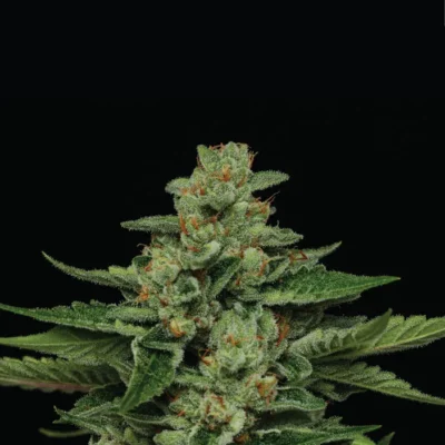 Fortune Cookie | Humboldt Seed Co | FEM Photoperiod Seeds
