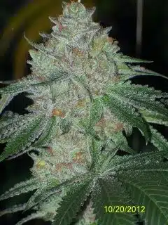 Tahoe OG Kush (OGK) | Cali Connection | FEM Photoperiod Seeds