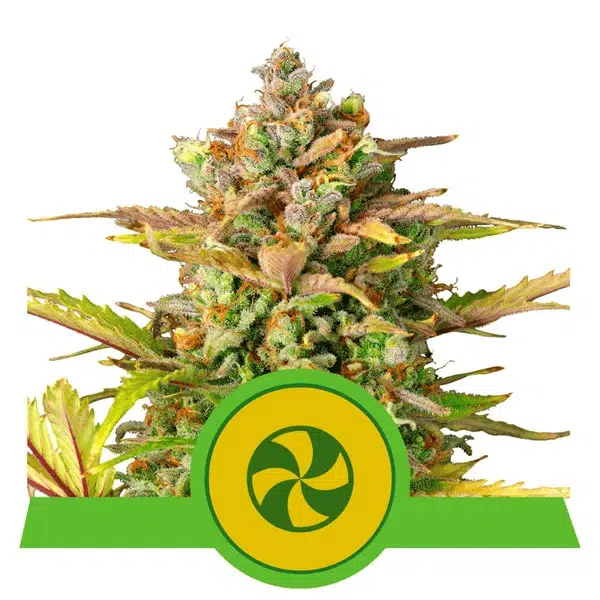 ROYAL QUEEN SEEDS - SWEET ZZ AUTOMATIC STRAIN - AUTO FEM