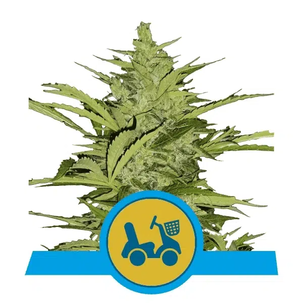 ROYAL QUEEN SEEDS - FAST EDDY AUTOMATIC STRAIN - AUTO FEM