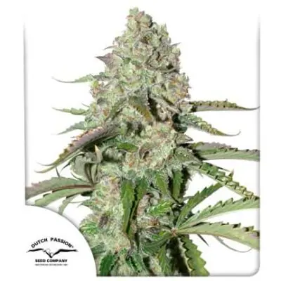 Colorado Cookies Auto | Dutch Passion | FEM Autoflower Seeds