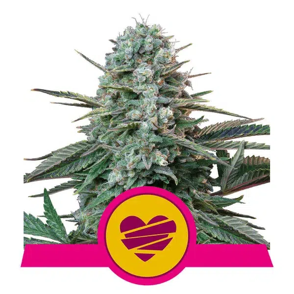 ROYAL QUEEN SEEDS - WEDDING CRASHER STRAIN - FEM PHOTO