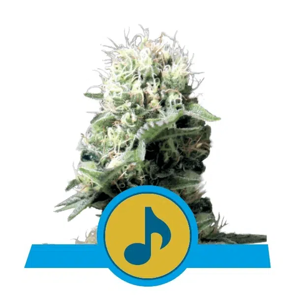 ROYAL QUEEN SEEDS - DANCE WORLD STRAIN - FEM PHOTO