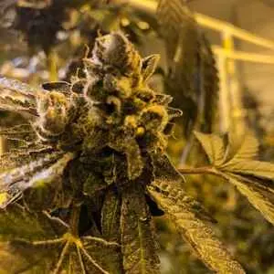 MOSCA SEEDS - RAGER STRAIN - FEM PHOTO - 8 PACK