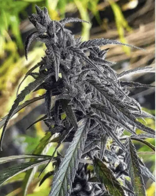 TRIDENT SEEDS - NIRANG GENERAL POPULATION STRAIN - REG PHOTO