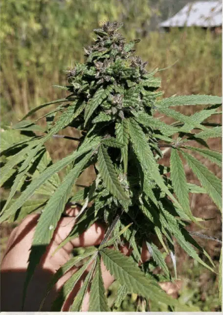 TRIDENT SEEDS - TOSHKU STRAIN - REG PHOTO