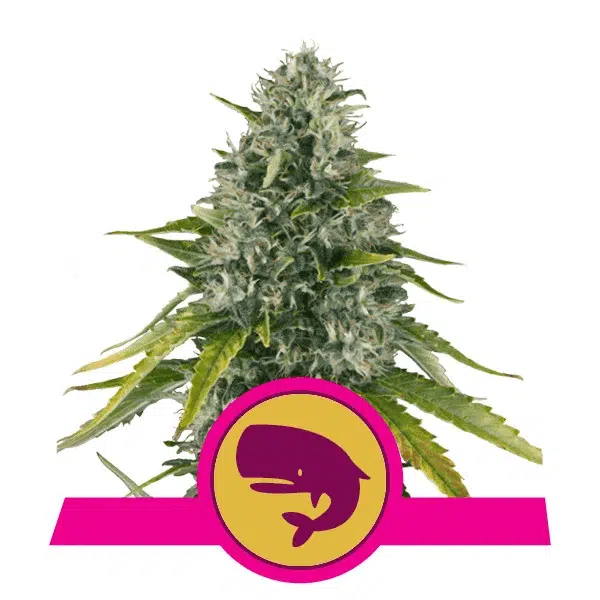 ROYAL QUEEN SEEDS - ROYAL MOBY STRAIN - FEM PHOTO