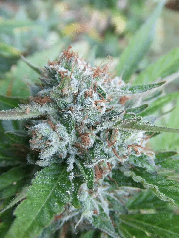 Bellini (The Gold Line) | Cali Connection | FEM Photoperiod Seeds