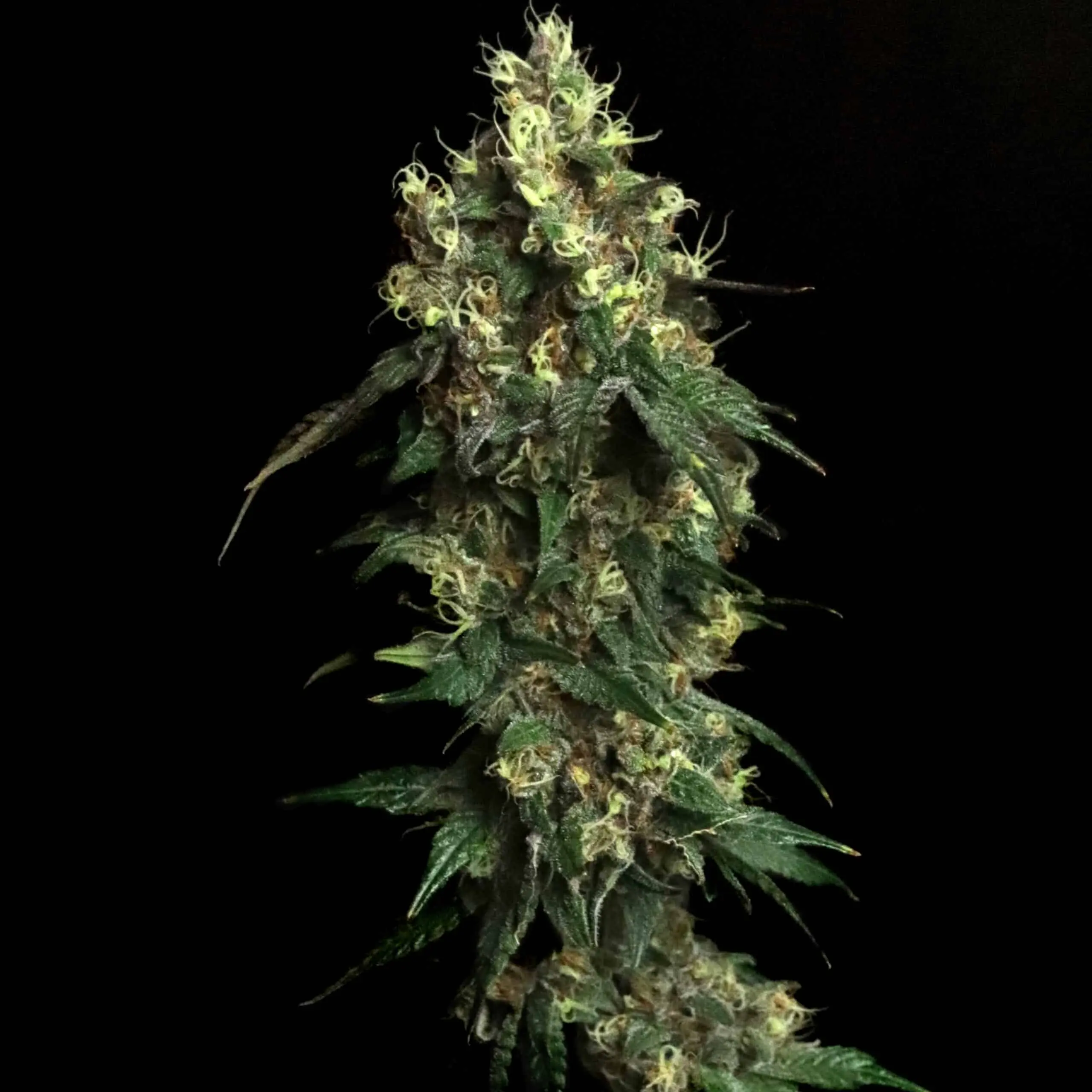 Aqua Verde | Elev8 Seeds | FEM Photoperiod Seeds