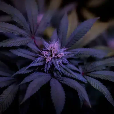 Supernatural Seeds – Champagne Octane Strain – Fem Photo