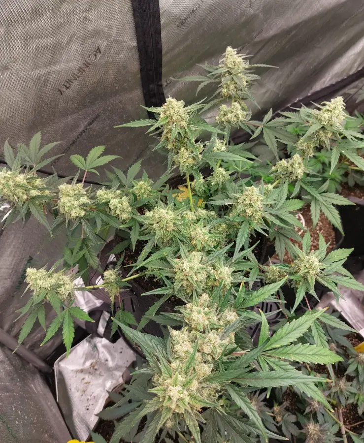 Crimson sun cannabis image