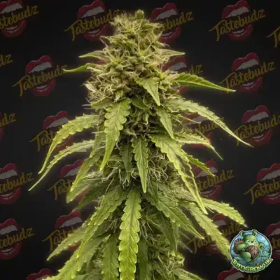 Tastebudz – Forbidden Fruitz Strain – Fem Auto