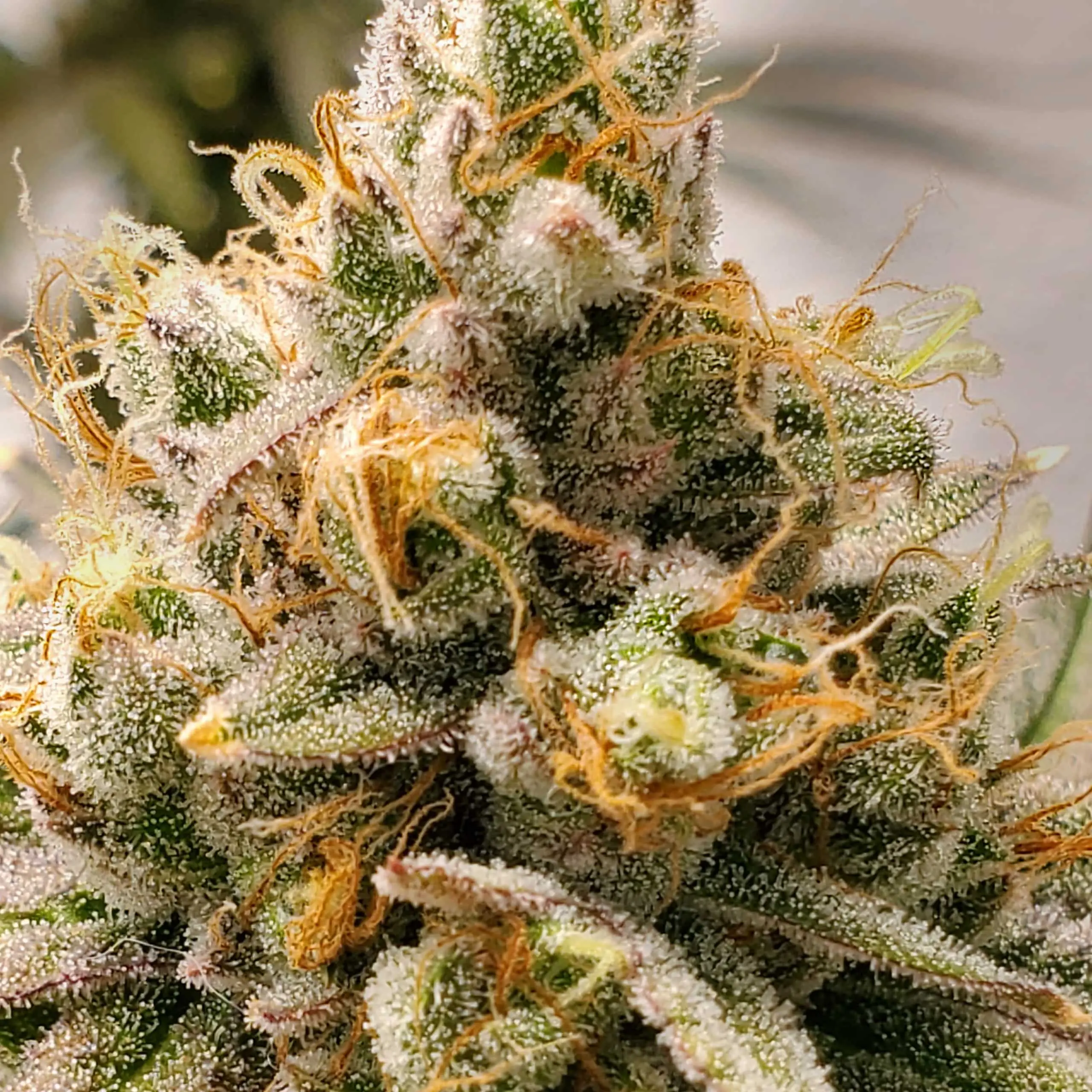 Frosty Melons | Elev8 Seeds | FEM Photoperiod Seeds