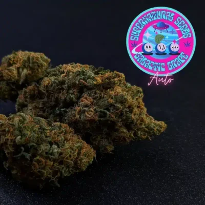 Supernatural Seeds – Galactic Grape Strain – Fem Auto