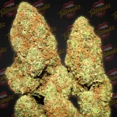 Tastebudz – Gorilla Gas Strain – Fem Auto