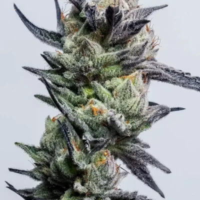 Huckleberry Punch | Elev8 Seeds | FEM Photoperiod Seeds