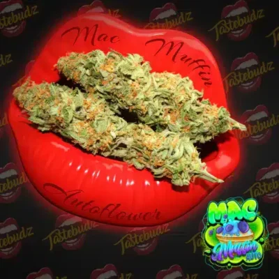 Tastebudz – Mac Muffin Strain – Fem Auto