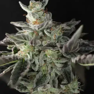 Twenty20 Mendocino – Sugar & Spice Strain – Fem Photo