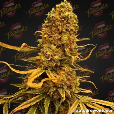 TASTEBUDZ - VANILLA FROSTING STRAIN - FEM AUTO
