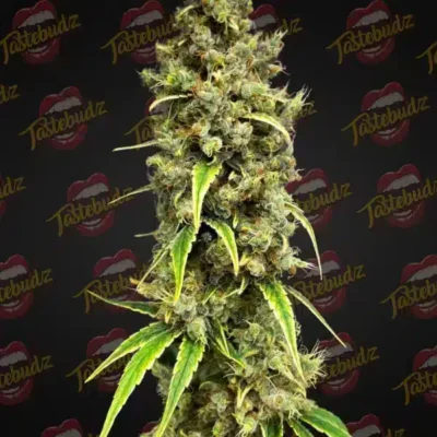 Tastebudz – Vanilla Frosting Strain – Fem Photo