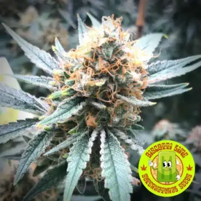 Supernatural Seeds – Biscotti Lime Strain – Fem Photo